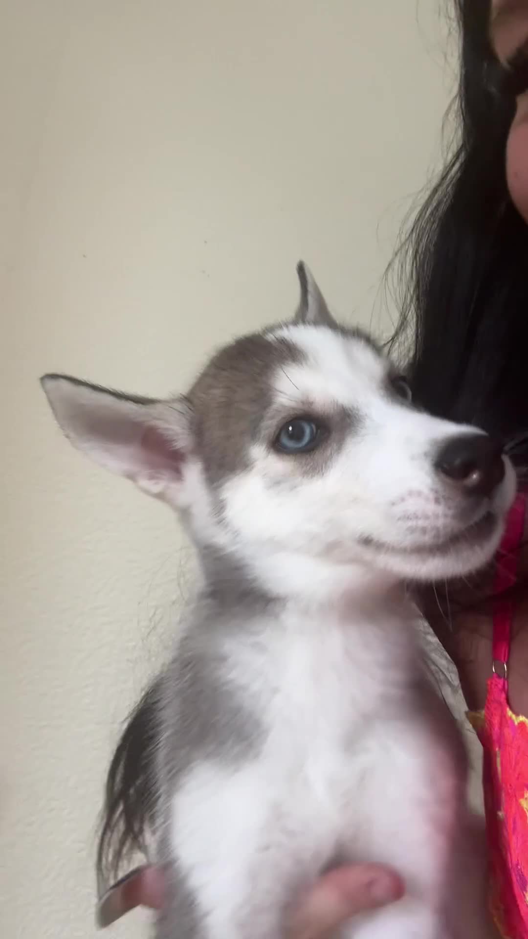 Siberian Husky dogs for sale: 2 husky’s pups for sale  - Video 1