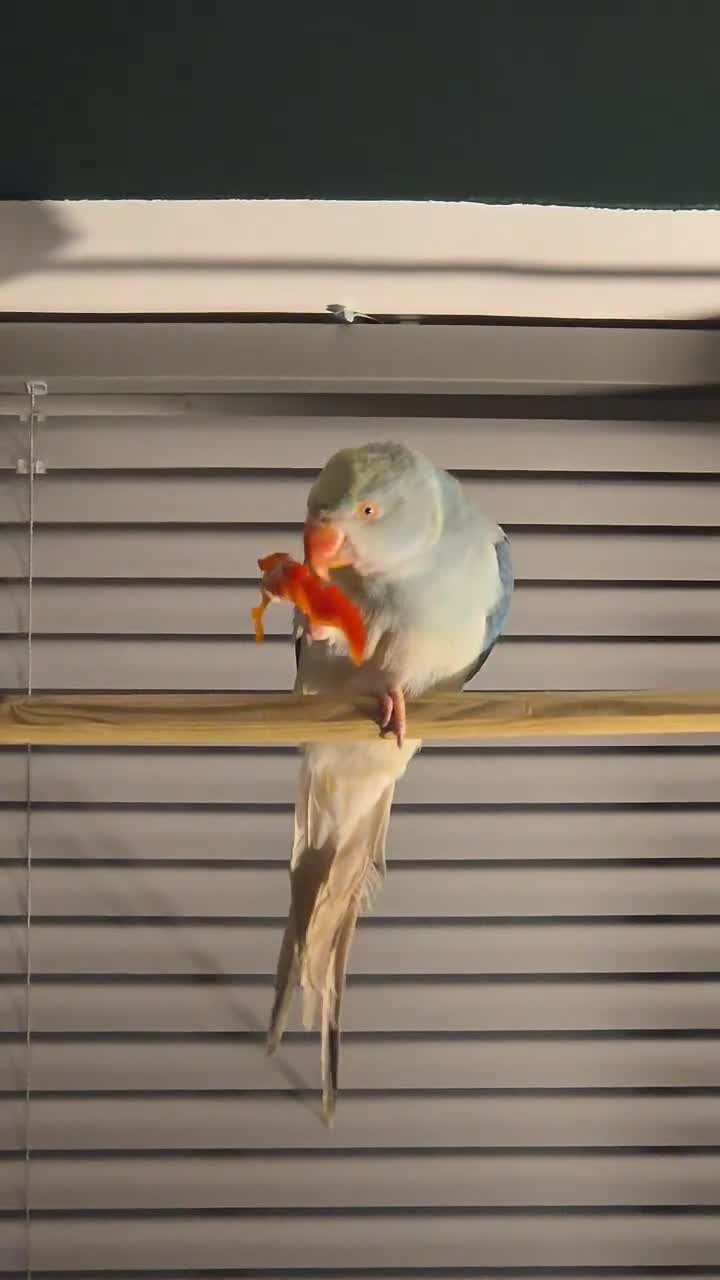 Ringnecks birds for sale: Blue Ringkneck  - Video 1