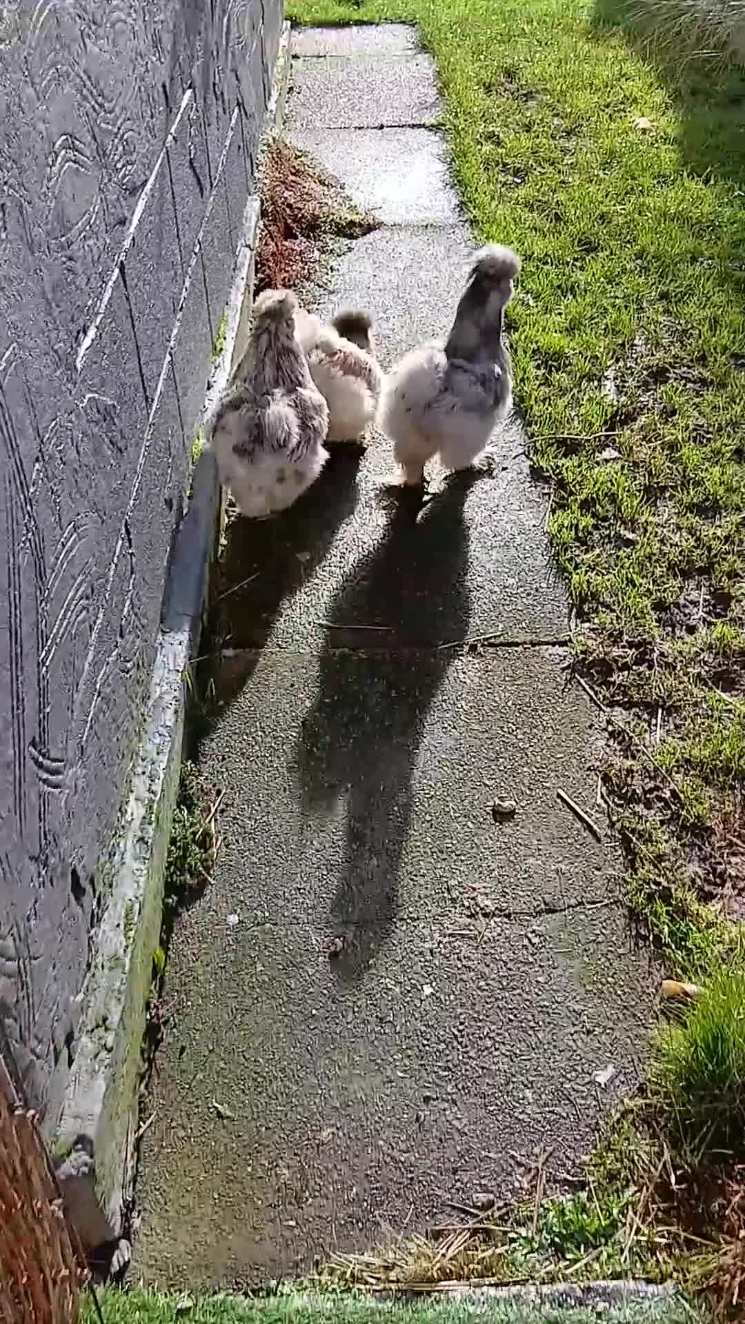 Chickens poultry for sale: 3 beautiful fluffy silkie chickens  - Video 2