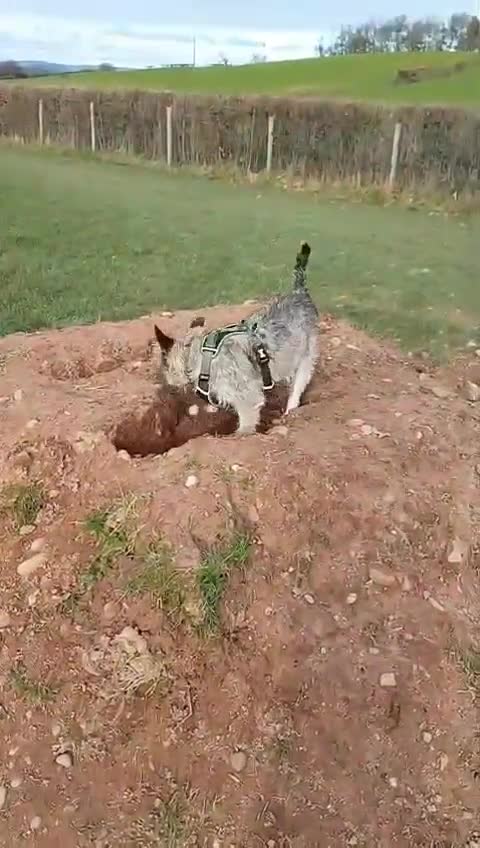 Mixed Breed dogs for adoption: Wilf, 2 yrs approx. Reserved STC. - Video 2