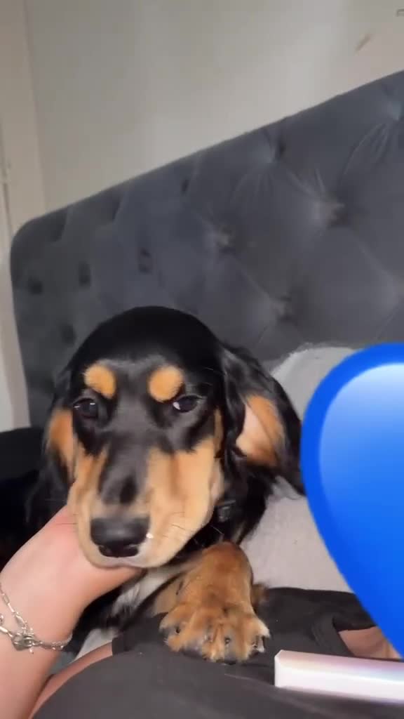 Cocker Spaniel dogs for sale: Lovely cocker spaniel girl for sale  - Video 1