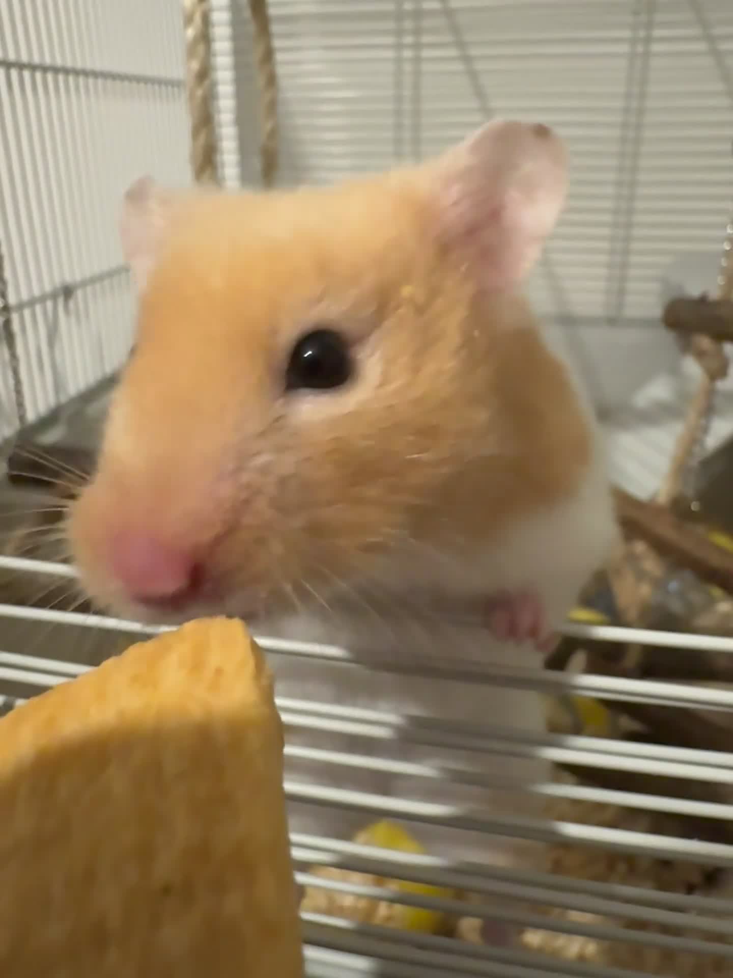 Hamster rodents for sale: Syrian hamster cage included + accessories  - Video 1