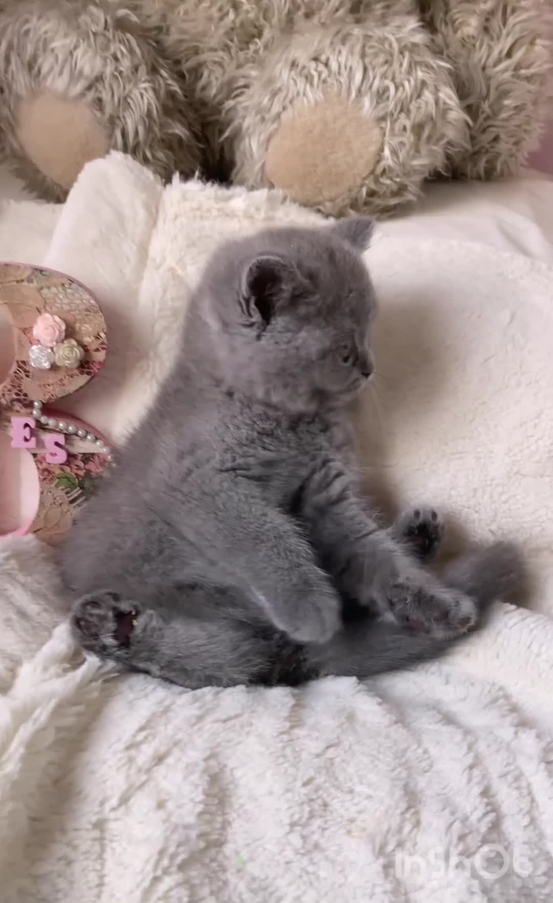 British Shorthair cats for sale: Gorgeous British Shorthairs Available - Registered - Video 2