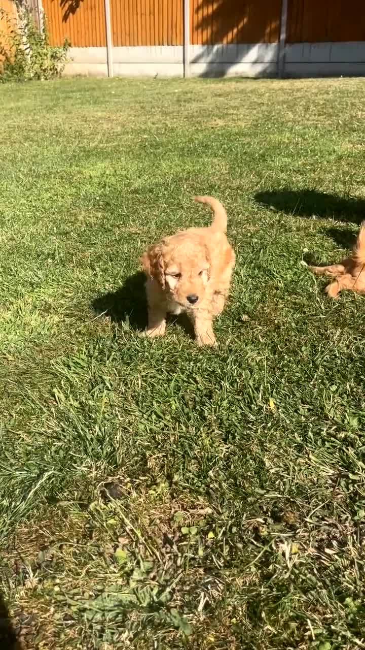 Cockapoo dogs for sale: Stunning Cockapoo Puppies ready to go now 🥰 - Video 2