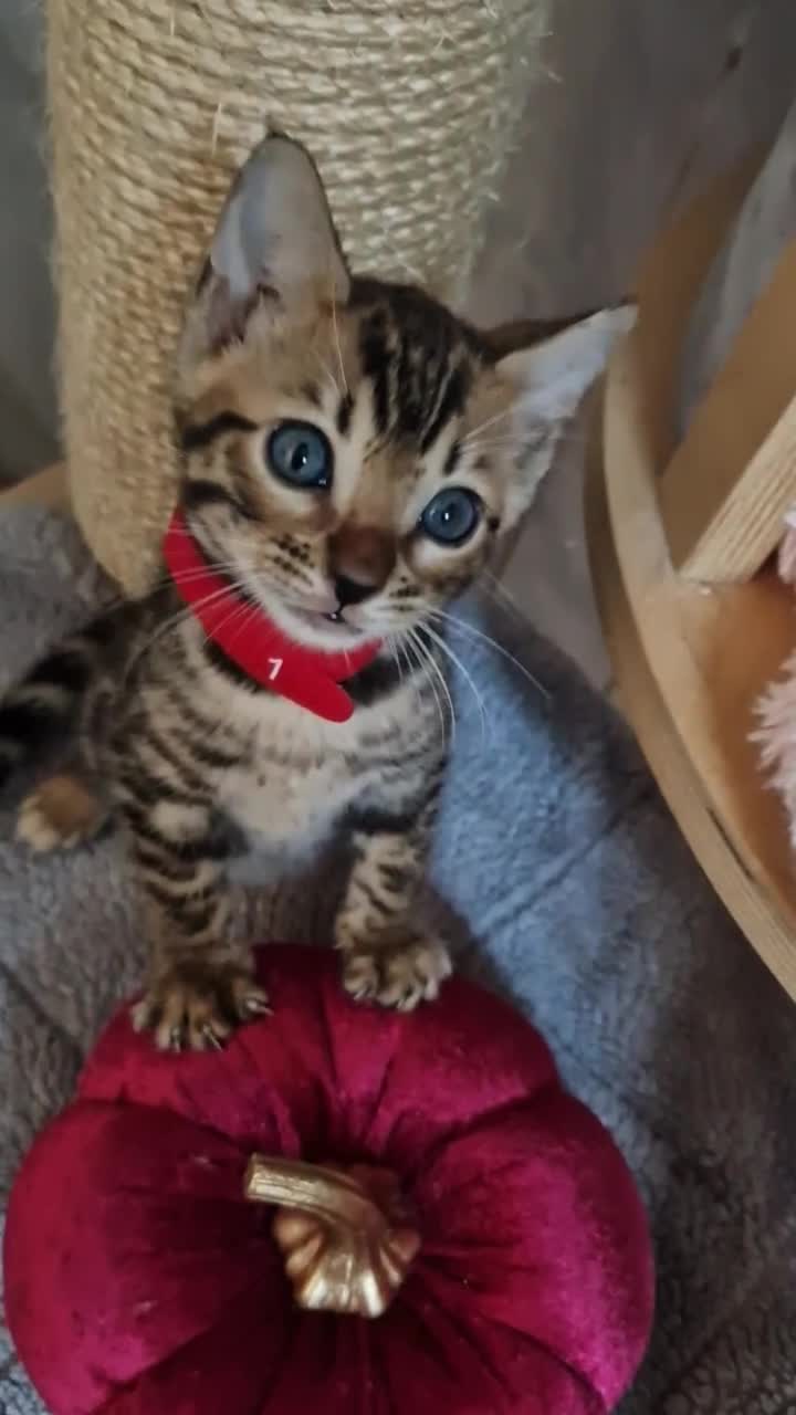 Bengal cats for sale: Pure Bengal kittens ❤️  - Video 1