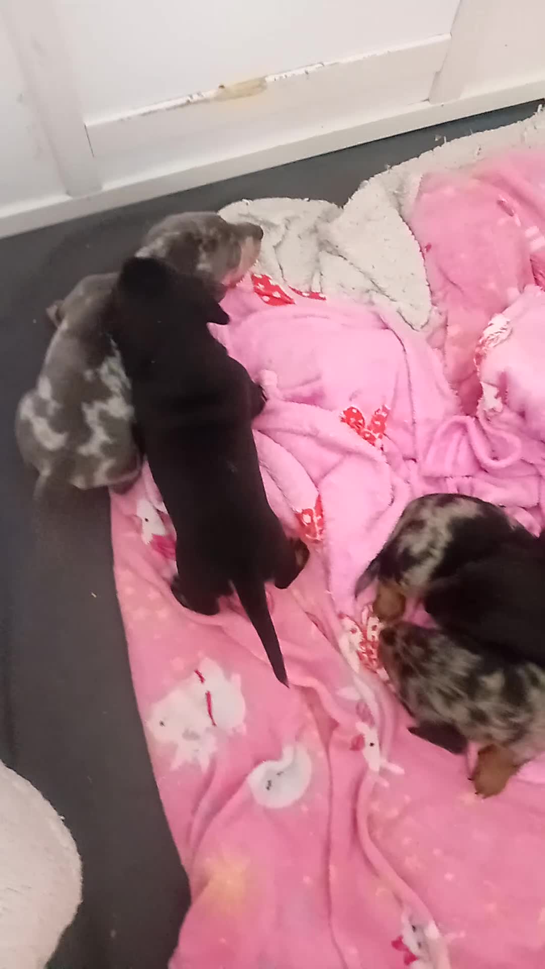 Dachshund dogs for sale: Minature sausage dogs x 2 males  - Video 1