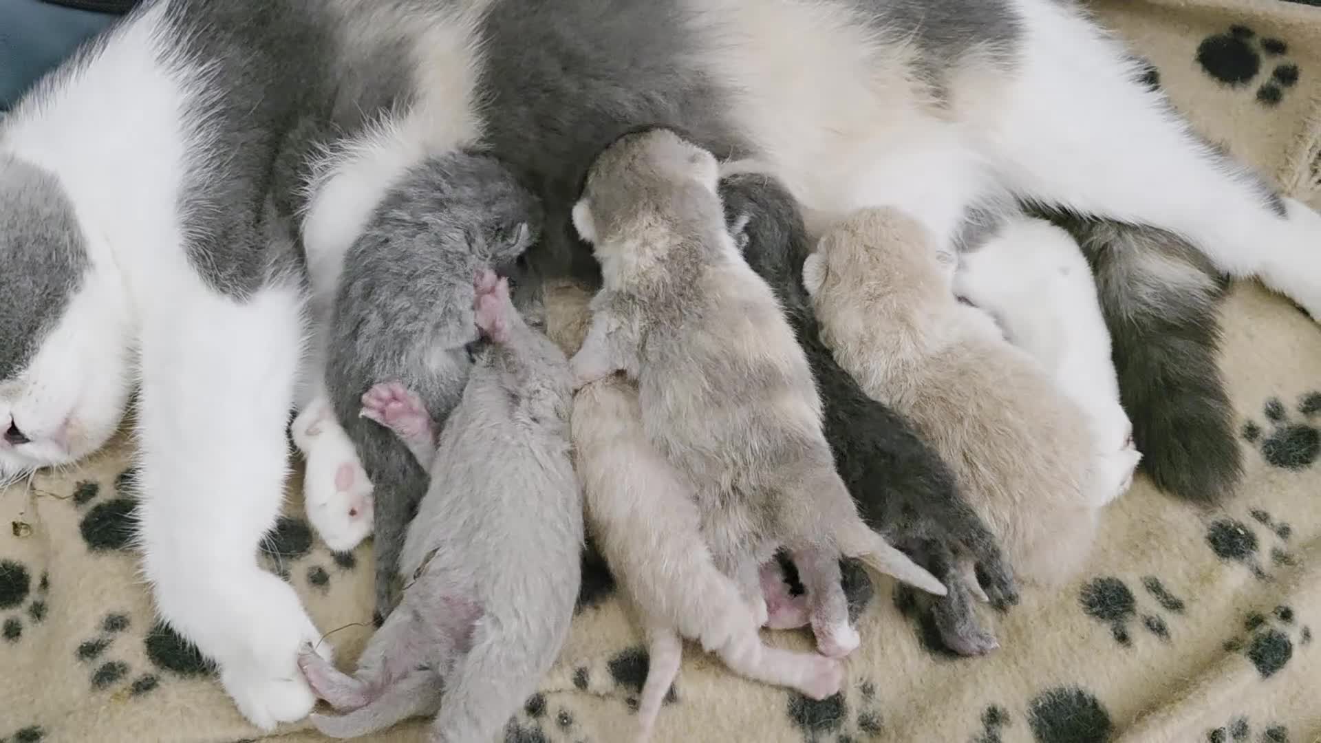 British Shorthair cats for sale: Excellent Quality BSH kittens for Reservation - Video 1