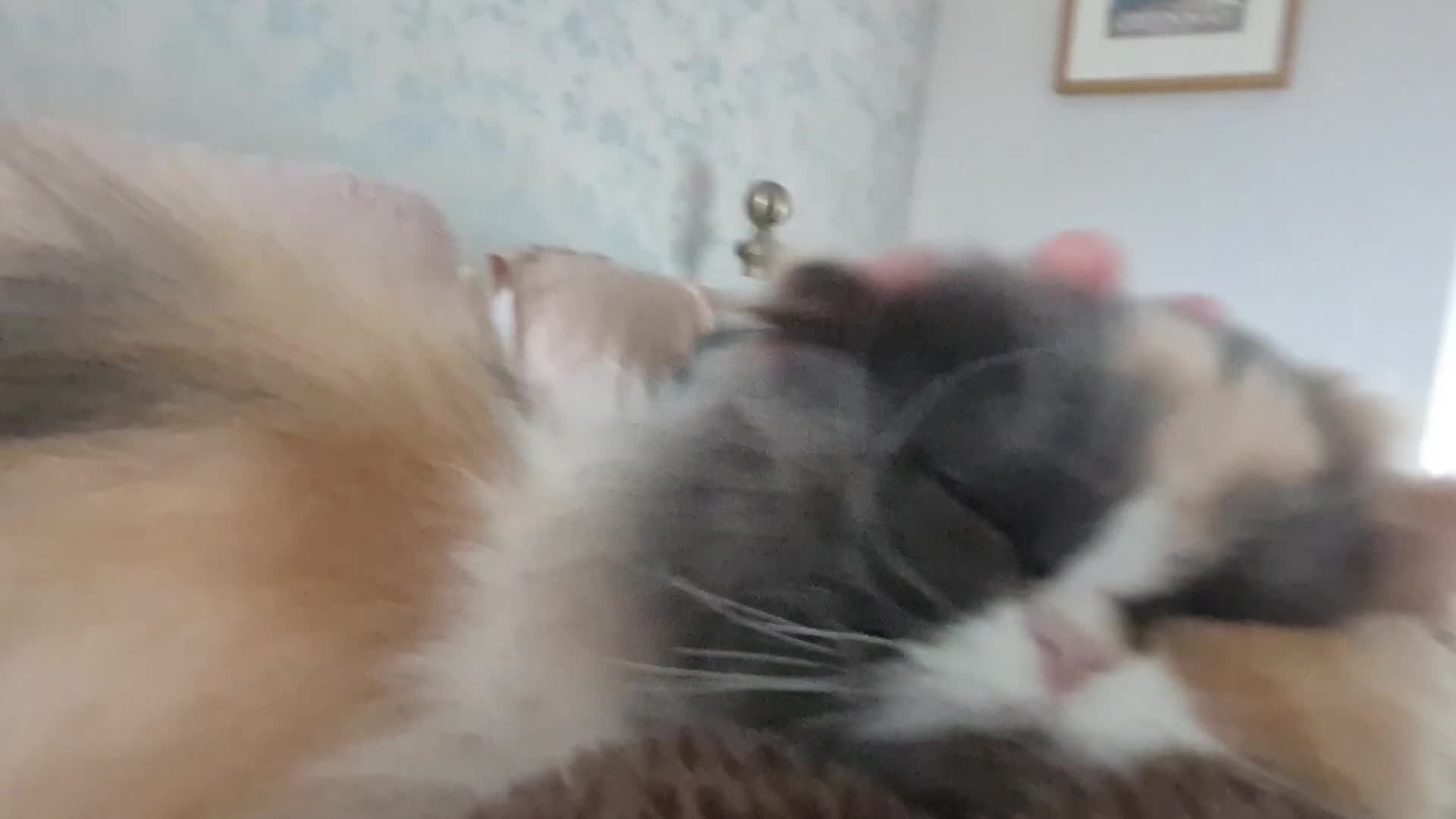 Mixed Breed cats for adoption: Sweet, sassy Samara is looking for a loving home - Video 1