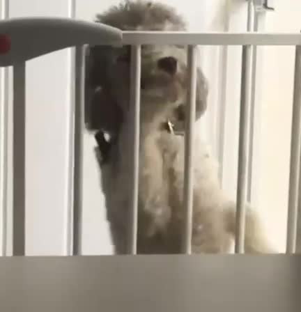 Toy Poodle dogs for stud: Beautiful Half Asian Toy Poodle for STUD!❤️🐶 in Colchester - Video 1