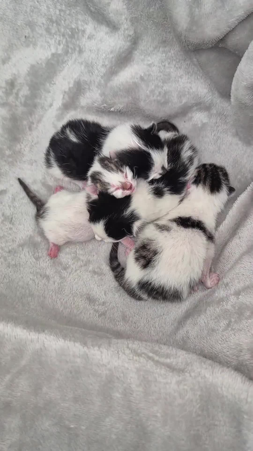 Mixed Breed cats for sale: Re-home my furry grand babies   - Video 1