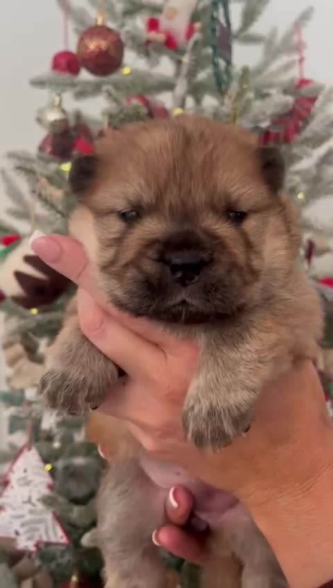 Chow Chow dogs for sale: Chow chow puppies ready to go 20th jan - Video 3