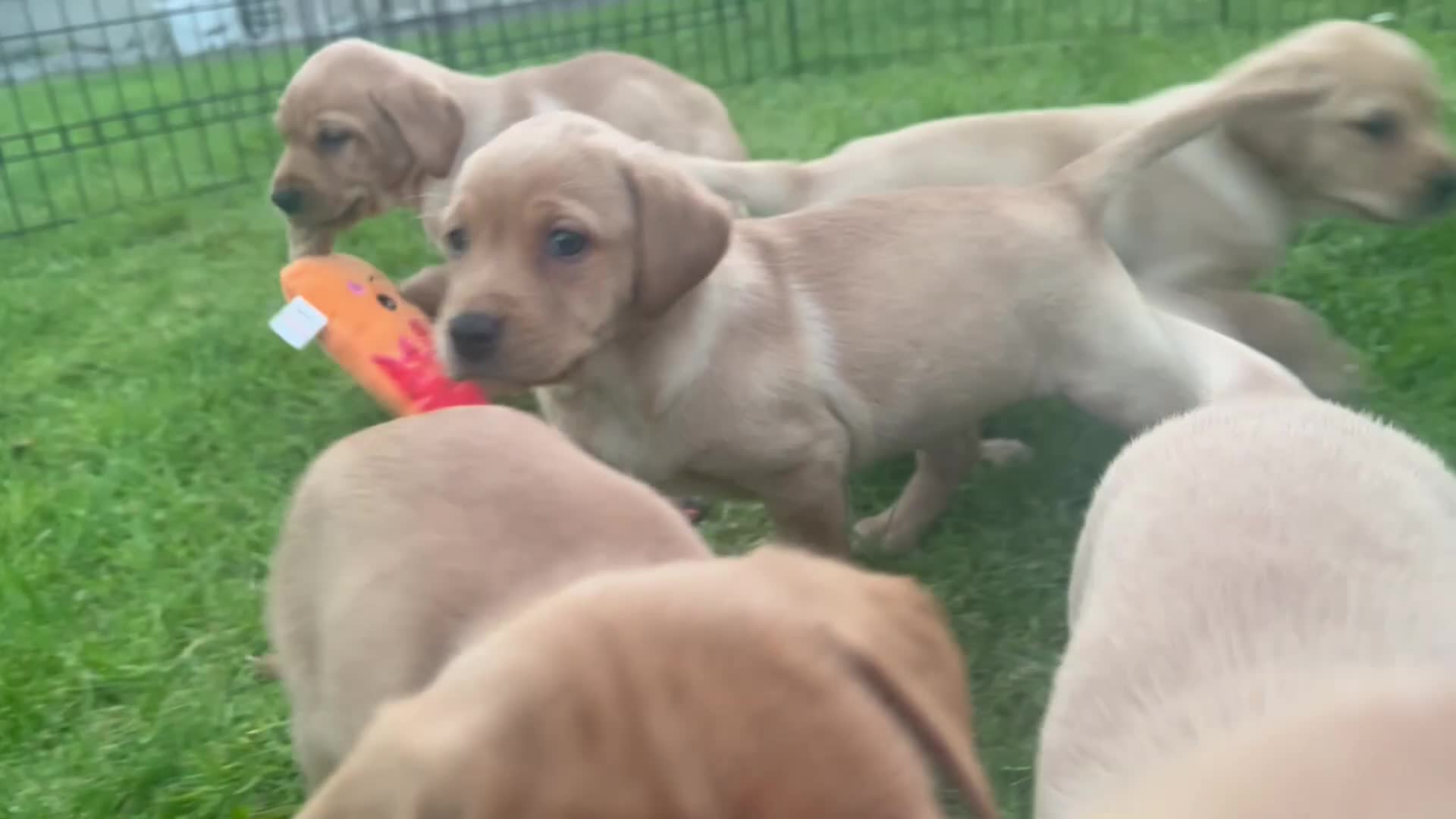Labrador Retriever dogs for sale: 9 Labrador puppies looking for forever homes ❤️ - Video 2
