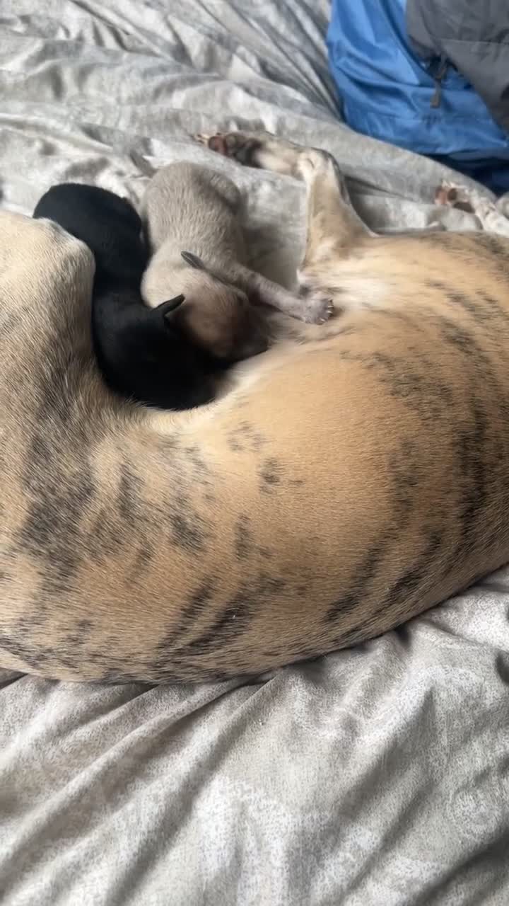 Whippet dogs for sale: 2 Whippet Pups one male one female - Video 1