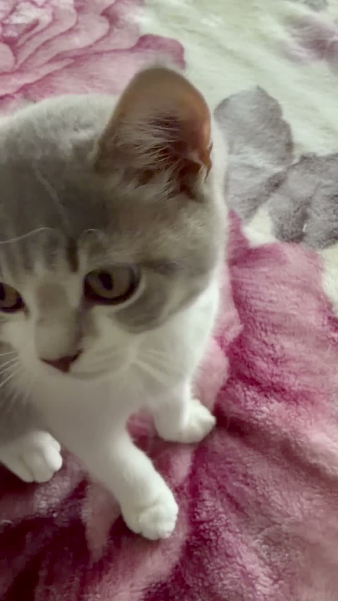 British Shorthair cats for sale: BSH kittens 💝 5 🌟🌟🌟🌟🌟 - Video 2