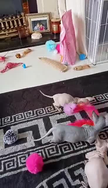 Sphynx cats for sale: Short Leg Munckin Sphinx Kittens(BullyCat) - Video 3