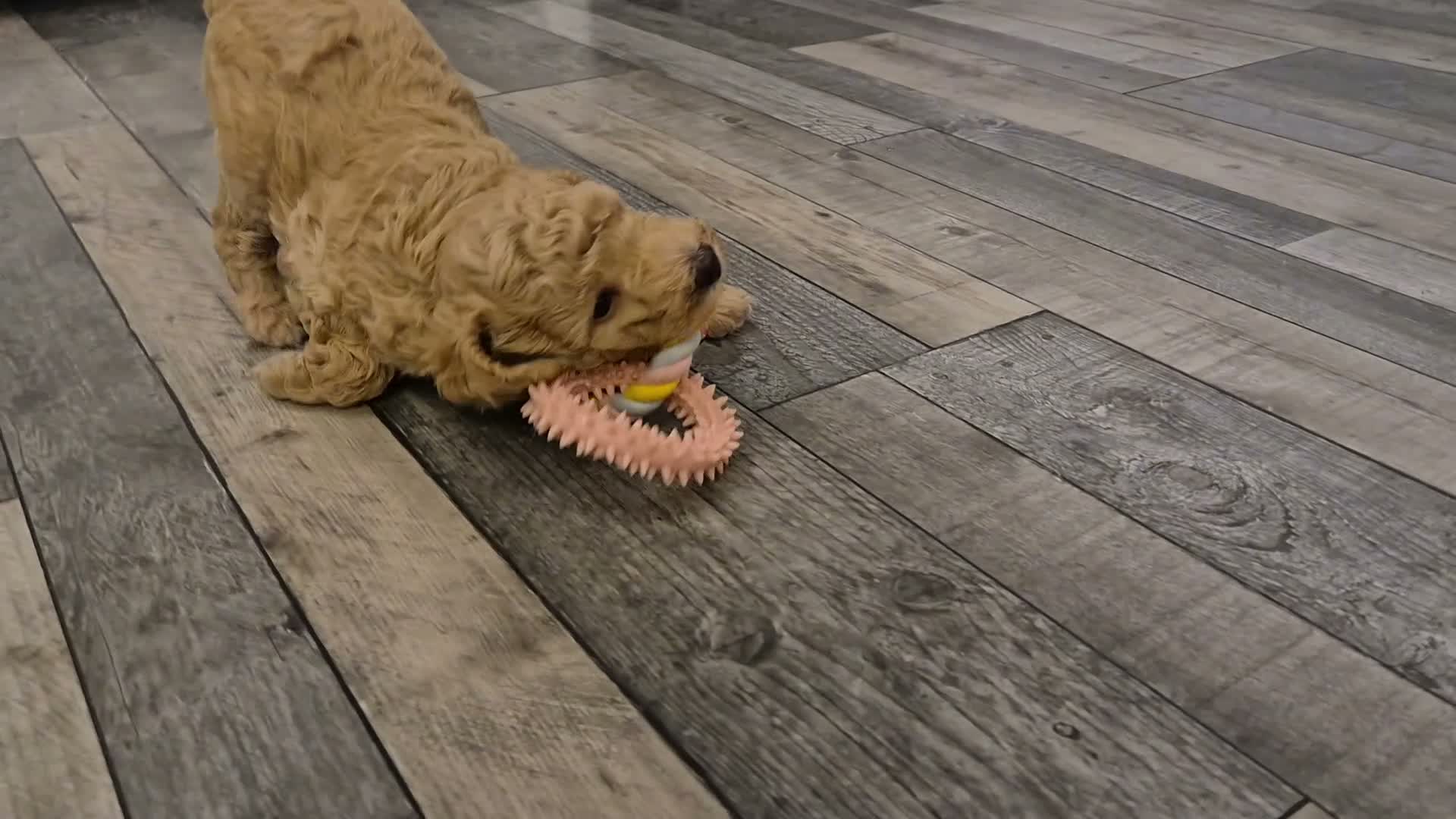 Cockapoo dogs for sale: Last cockapoo puppy available NOW - Video 4