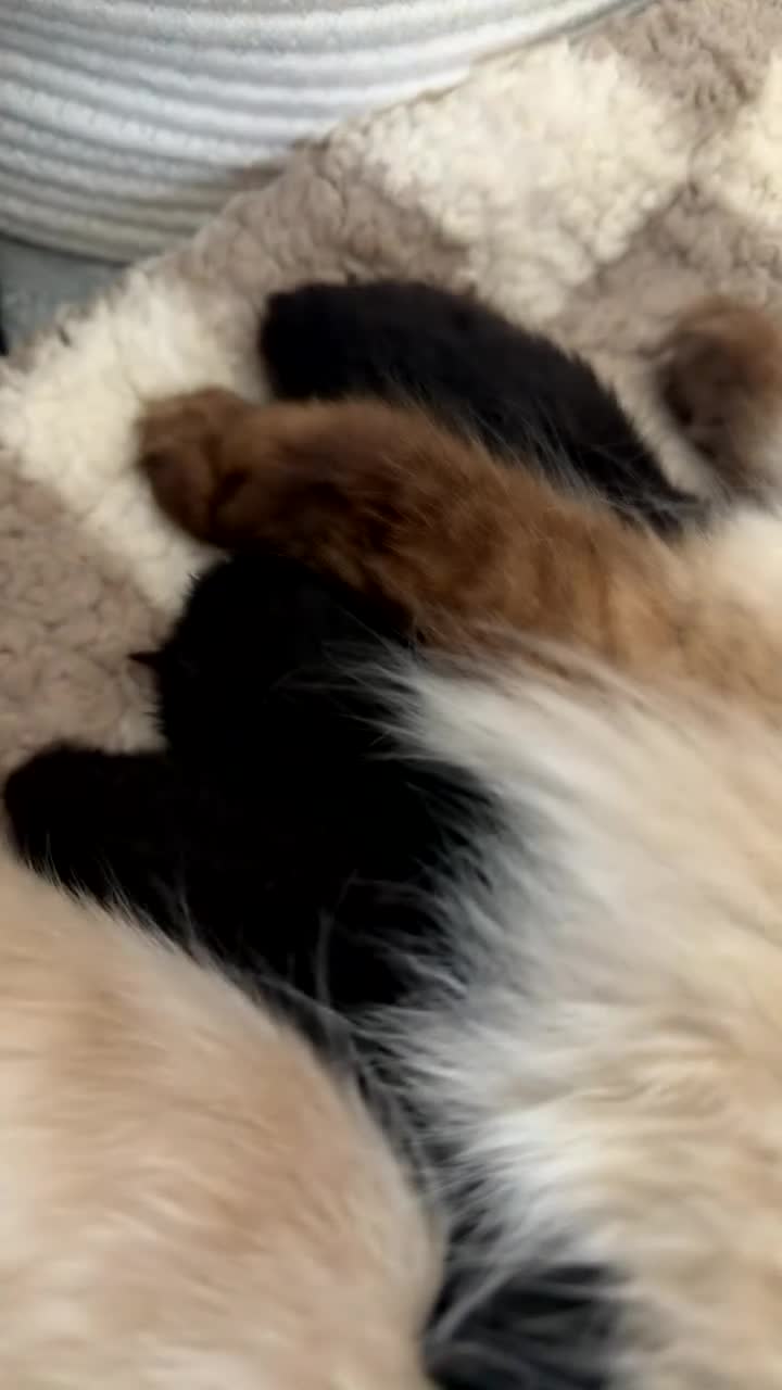 Mixed Breed cats for sale: Ragdoll mixed kittens  - Video 1