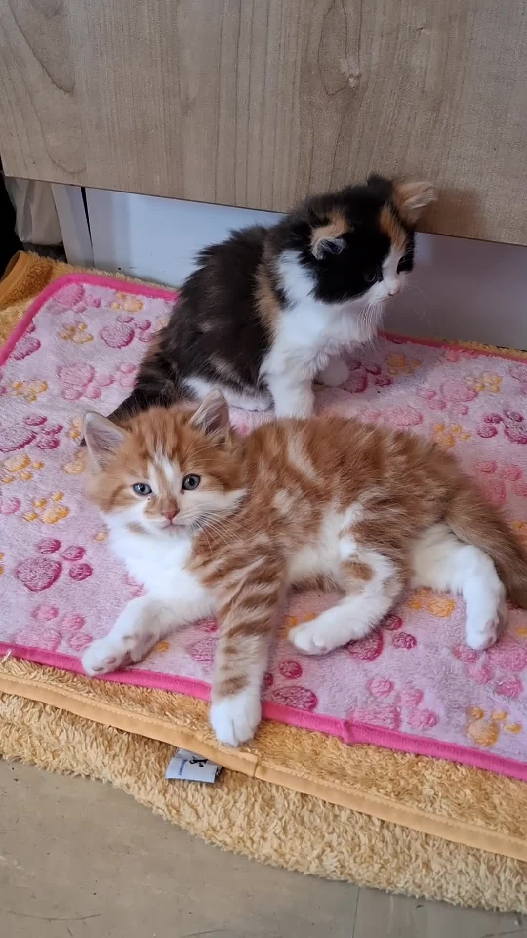 British Longhair cats for sale: 2 Beautiful Longhaired Kittens 1 Male 1 Female. in Dudley - Video 1