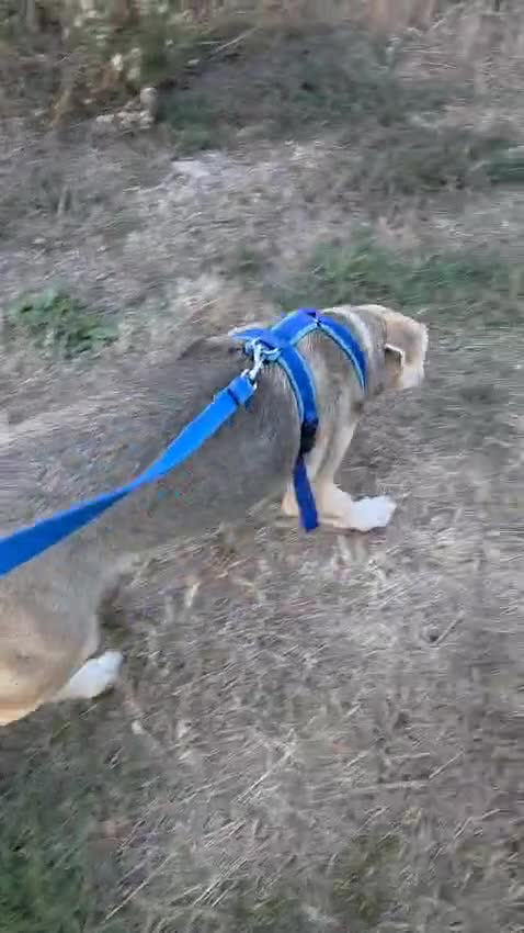 Mixed Breed dogs for adoption: RUDI - a Lovely young boy for a Loving Home - Video 3