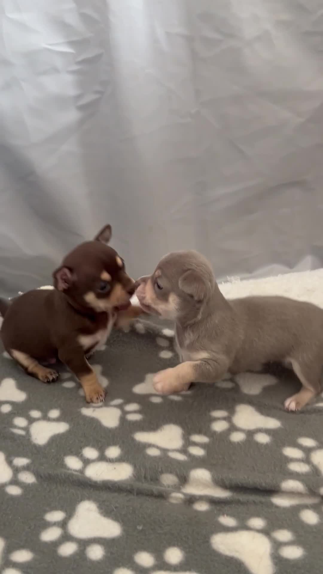 Chihuahua dogs for sale: Adorable Chihuahua Puppies, Loving Temperaments 🐾 in Leatherhead - Video 1