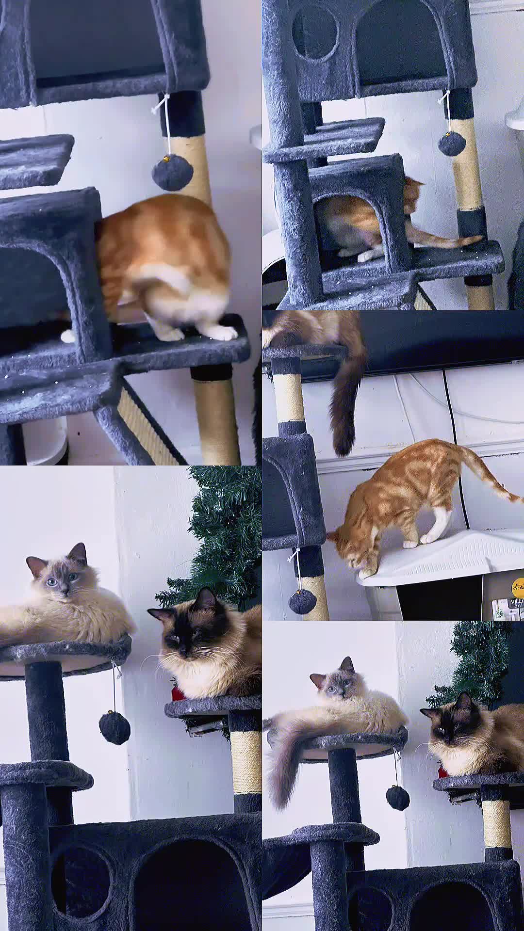 Ragdoll cats for sale: male kitten ragdoll cross bengal x  - Video 3