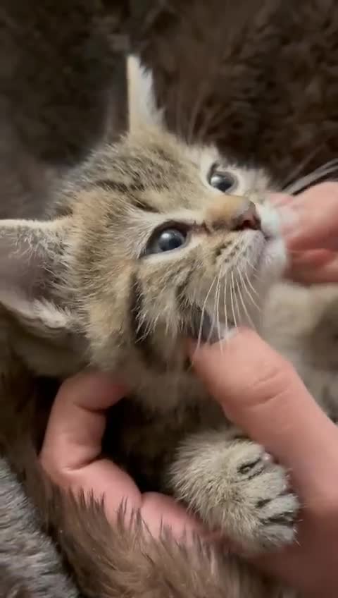 Mixed Breed cats for sale: Beautiful Ragdoll Bengal Cross Kittens - Video 5