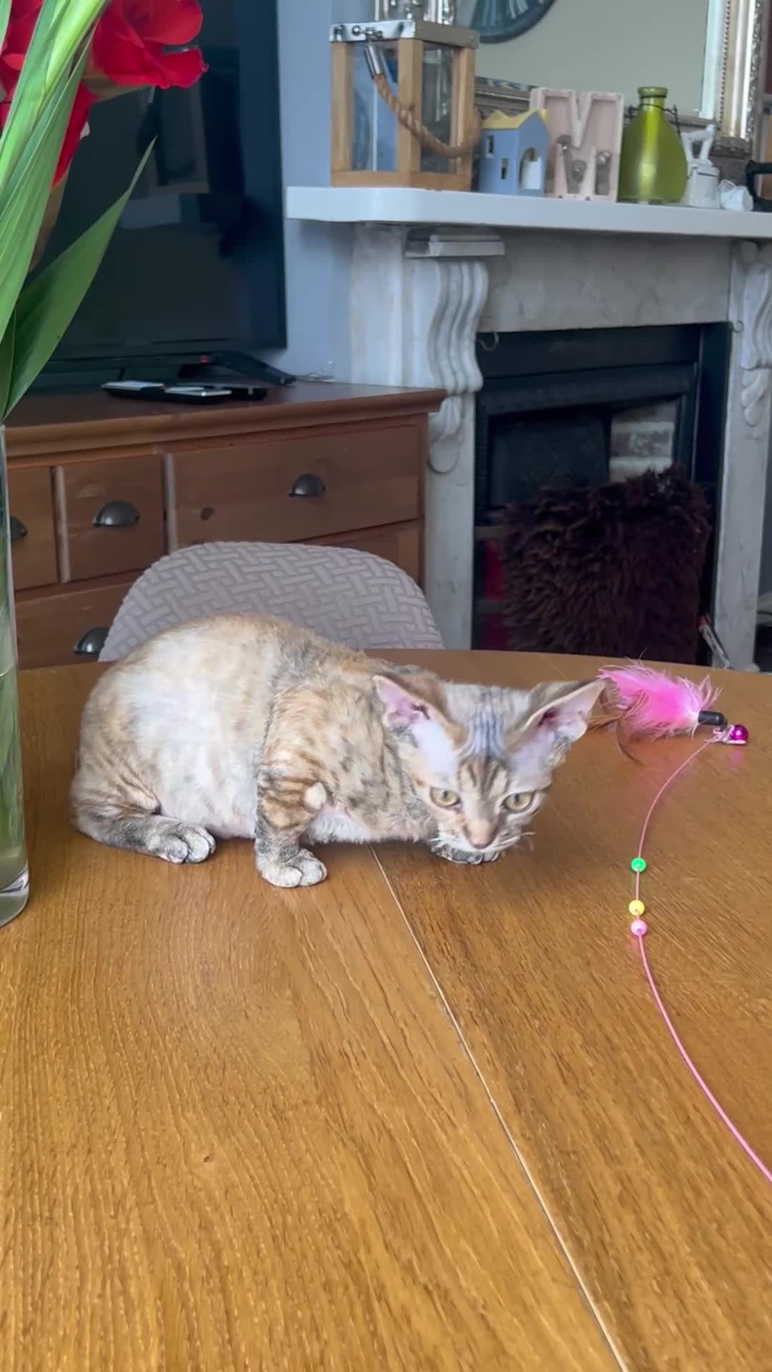 Devon Rex cats for sale: Our beautiful Devon Rex kittens are ready to move  - Video 4