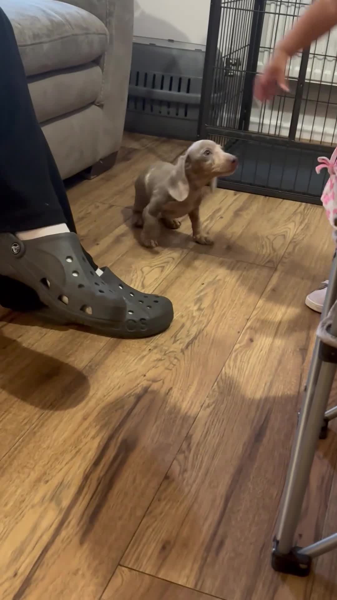 Miniature Dachshund dogs for sale: Female Dapple Miniature dachshund  (Dottie)  - Video 1