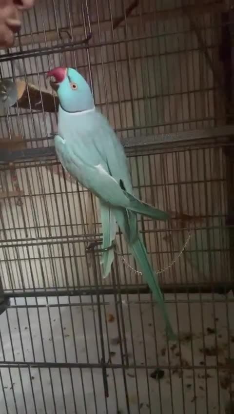 Ringnecks birds for sale: Indian Ringneck in Edinburgh - Video 2