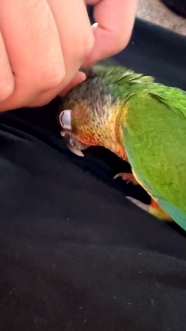 Conures birds for sale: Pair of hand reared conures - Video 3