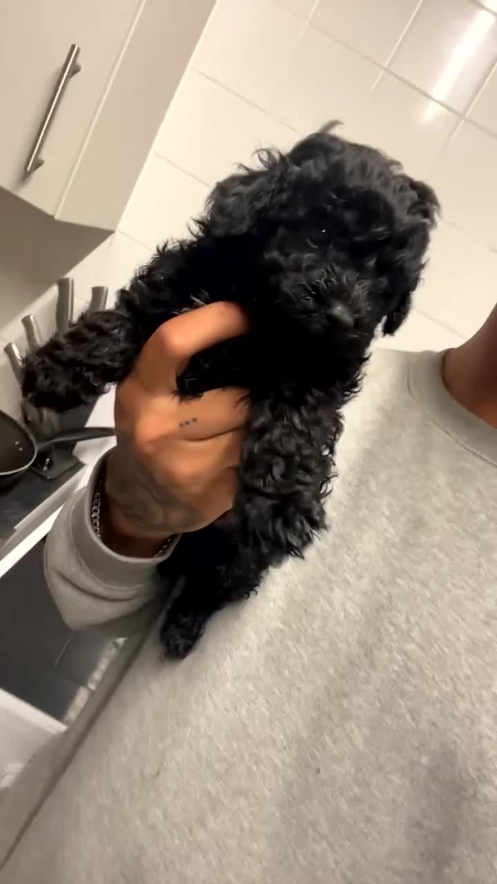 Shihpoo dogs for sale: F1B shihpoos  - Video 1