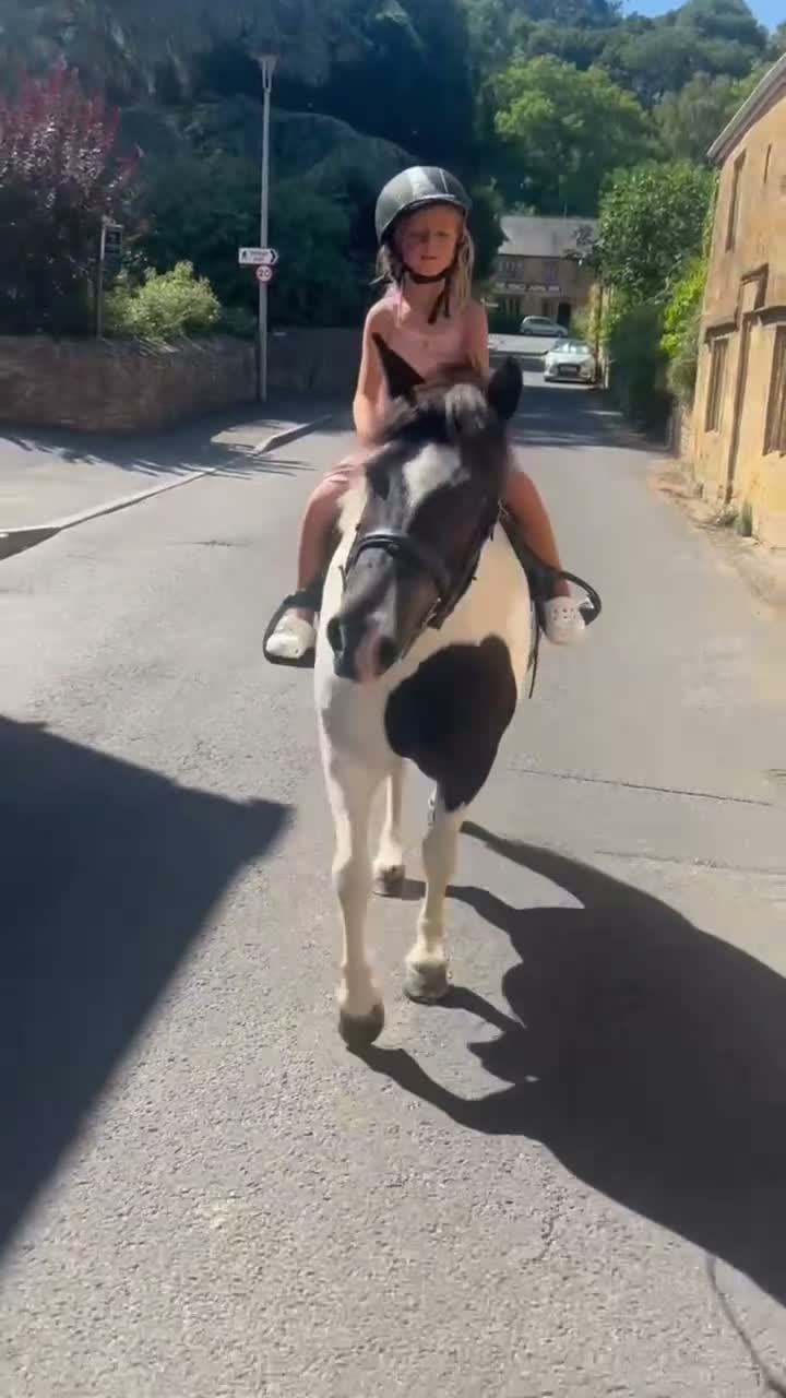 Dartmoor horses for sale: Beautiful piebald gelding  - Video 1