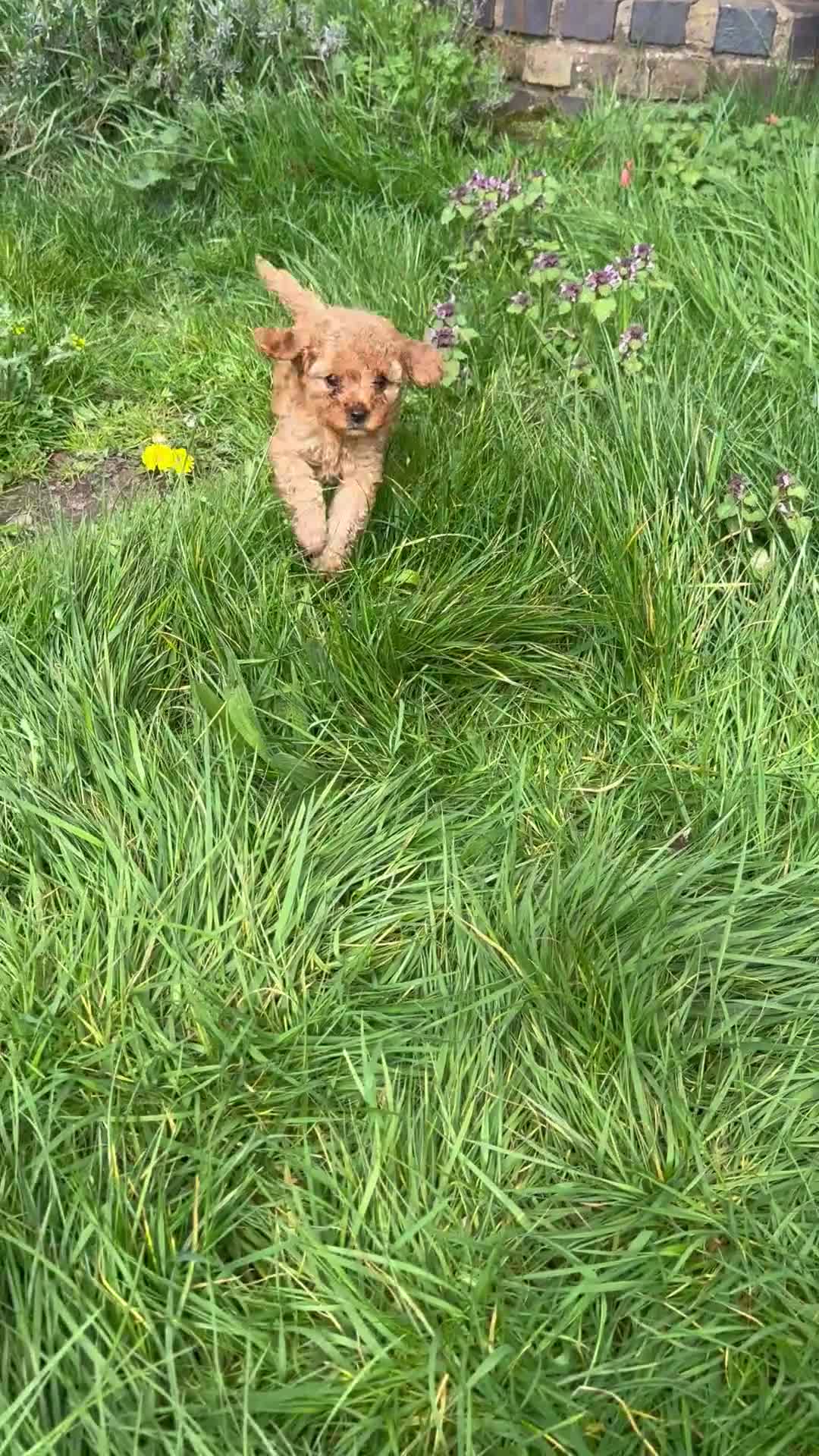 Cavapoo dogs for sale: Deep red cavapoos - Video 1