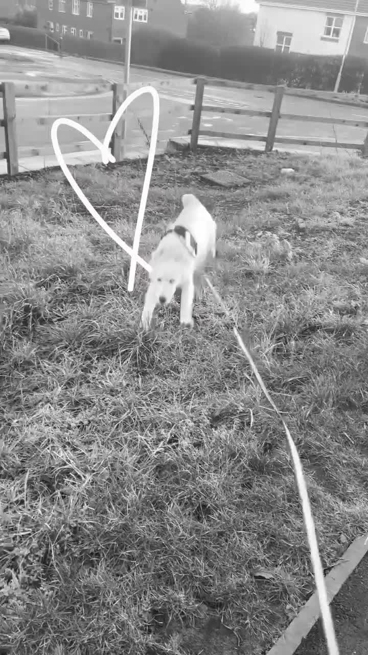 Golden Retriever dogs for sale: Jasper (7 months old) - Video 1