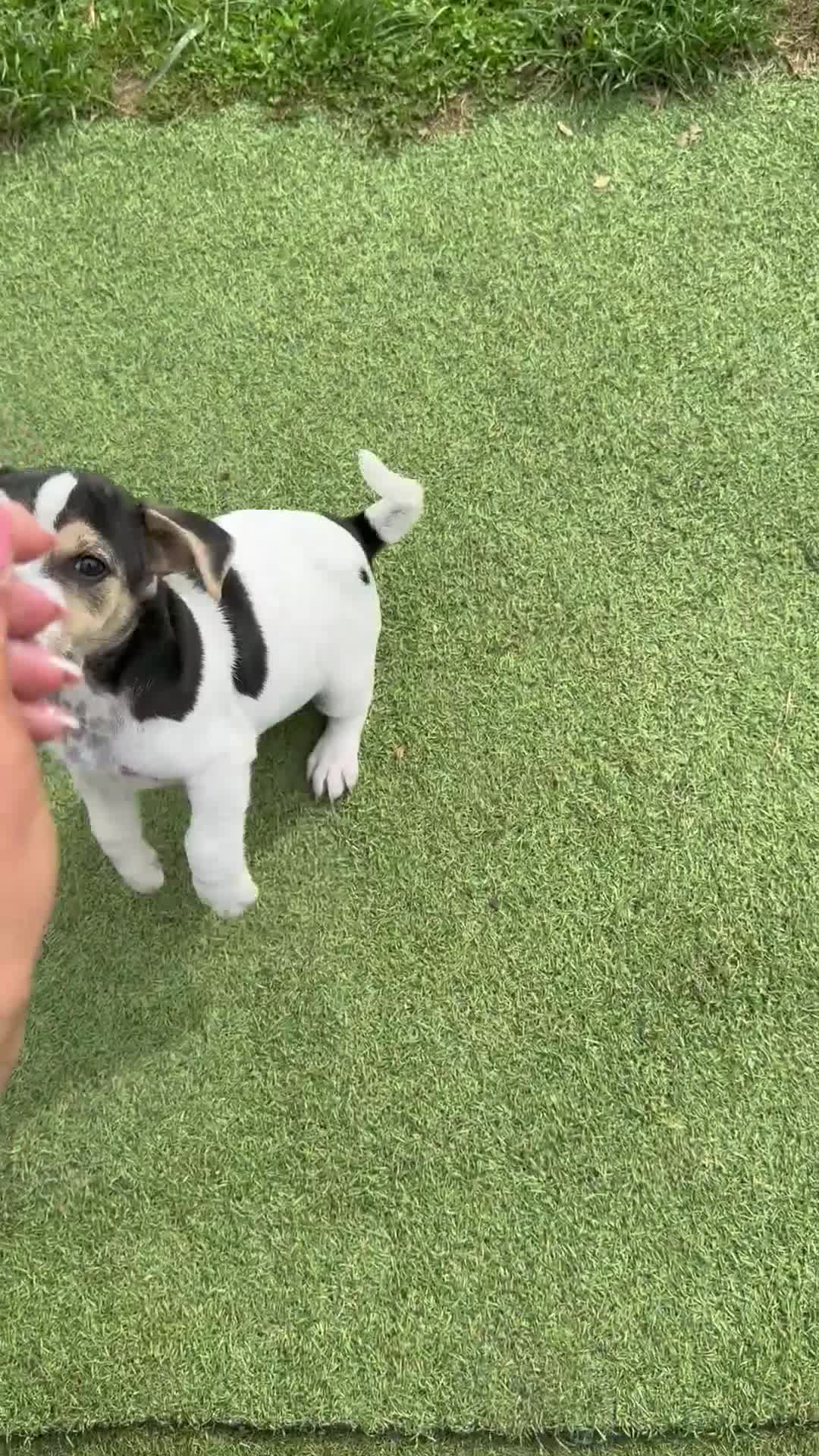 Jack Russell dogs for sale: 🐾Jack Russell Puppies🐾 - Video 1
