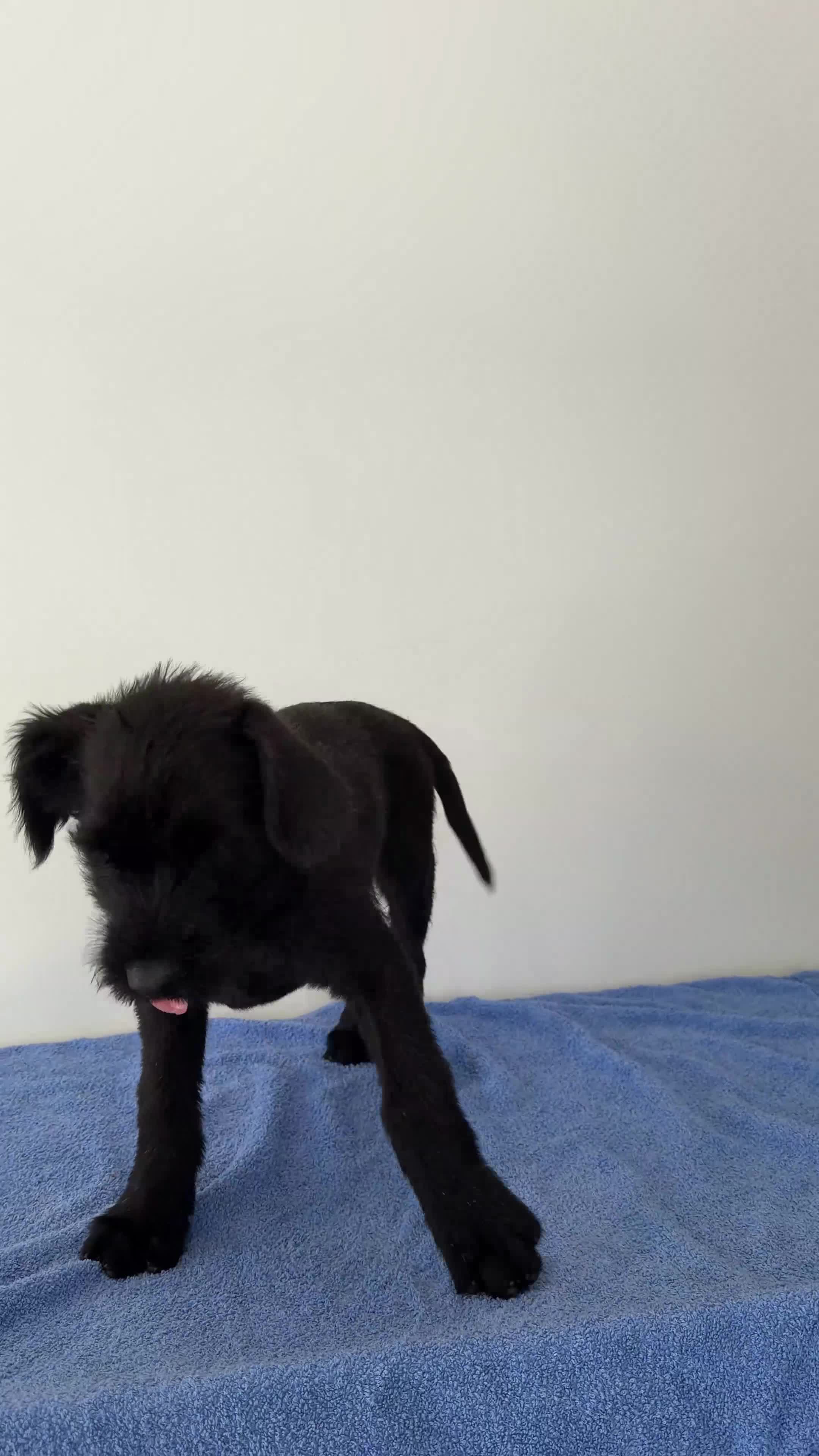 Giant Schnauzer dogs for sale: !!REDUCED!! Very well bred Giant schnauzer puppies - Video 2