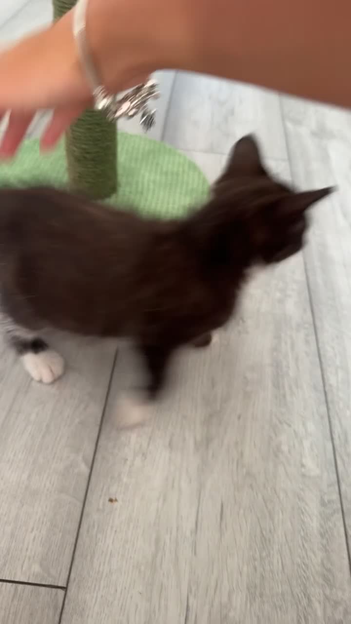 Mixed Breed cats for sale: Tabby Brown/Black Kitten - Video 1