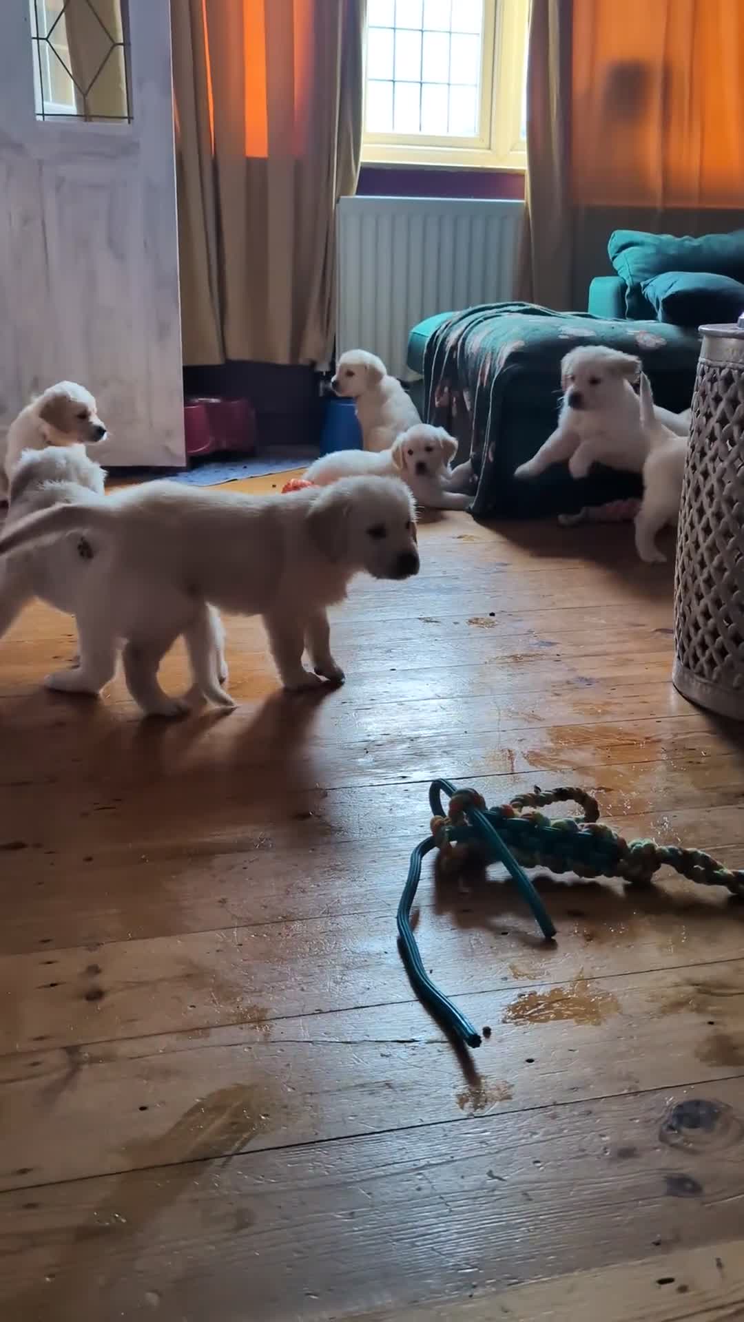 Golden Retriever dogs for sale:  KC Registered Golden Retriever Puppies.  - Video 2