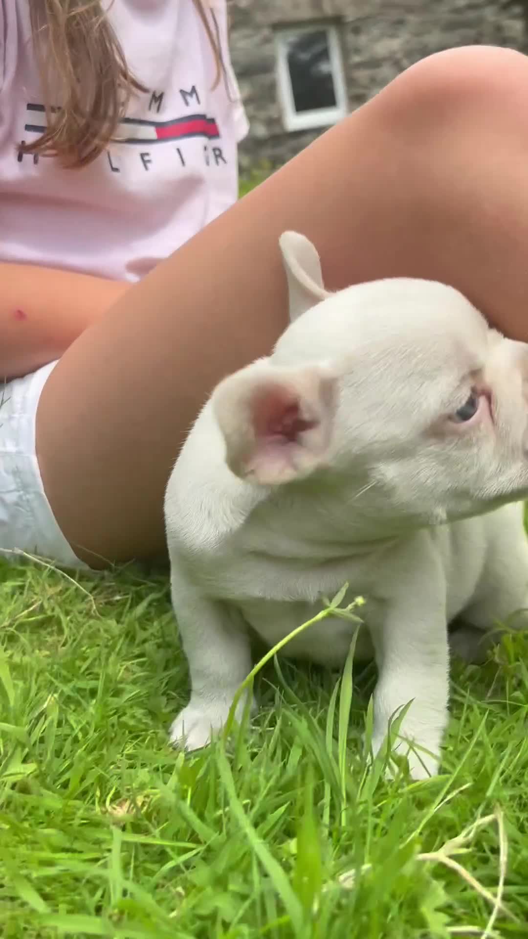 French Bulldog dogs for sale: 🔥READY NOW🔥KC registered frenchie pups❤️‍🔥 - Video 5