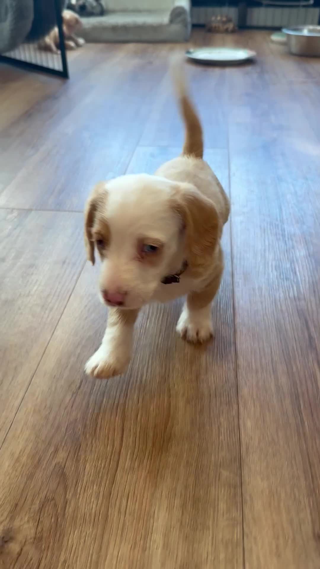 Mixed Breed dogs for sale: Adorable doxiepoo puppies 🥰 - Video 3