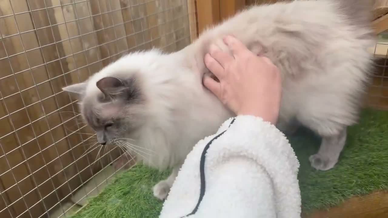 Ragdoll cats for sale: 🌸Active Female Ragdolls GCCF/TICA🌸 - Video 3