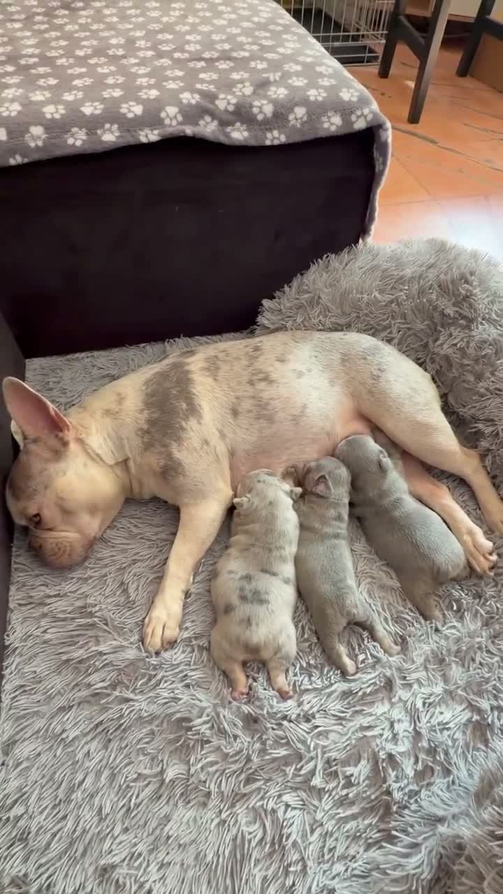 French Bulldog dogs for sale: Blue French Bulldog in London - Video 1
