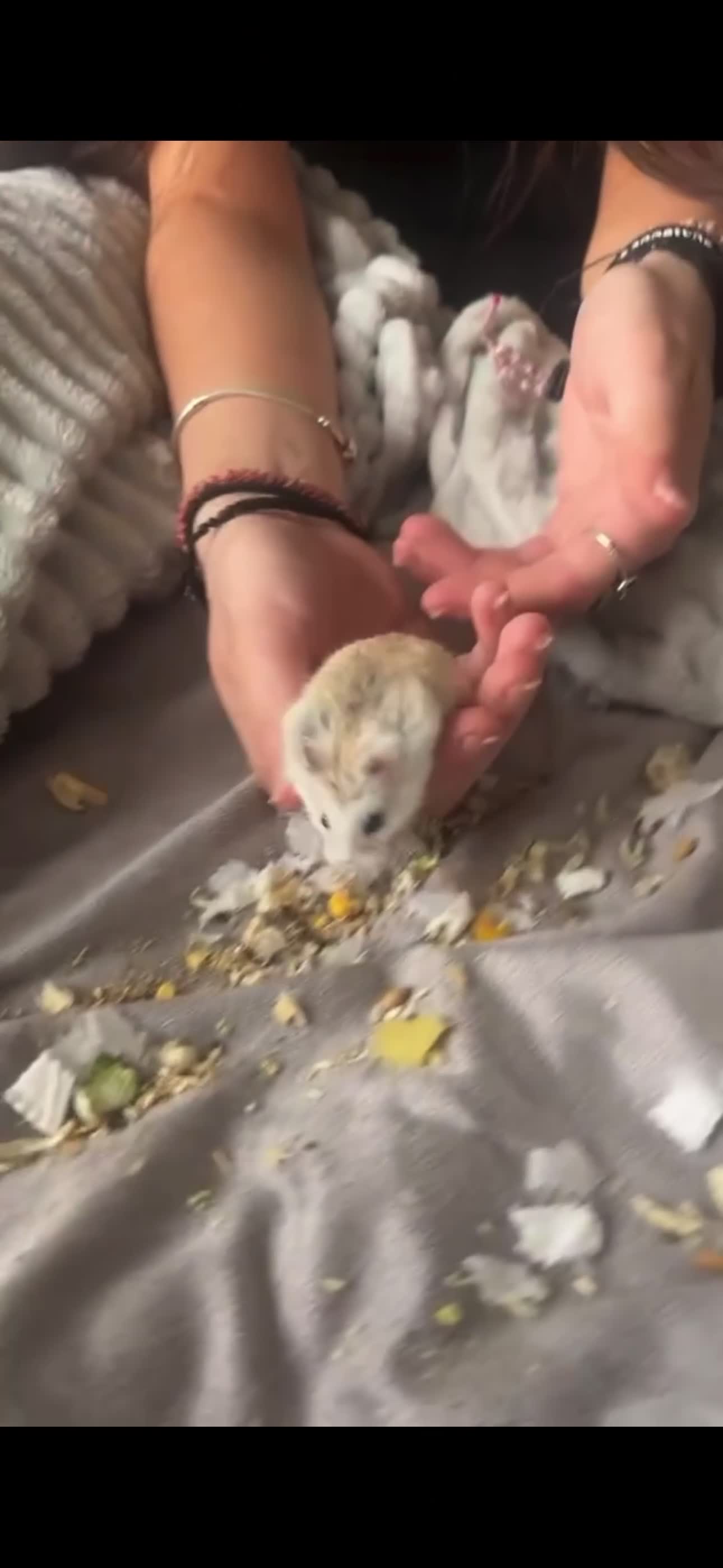 Hamster rodents for sale: Robovski Dwarf Hamster  - Video 1