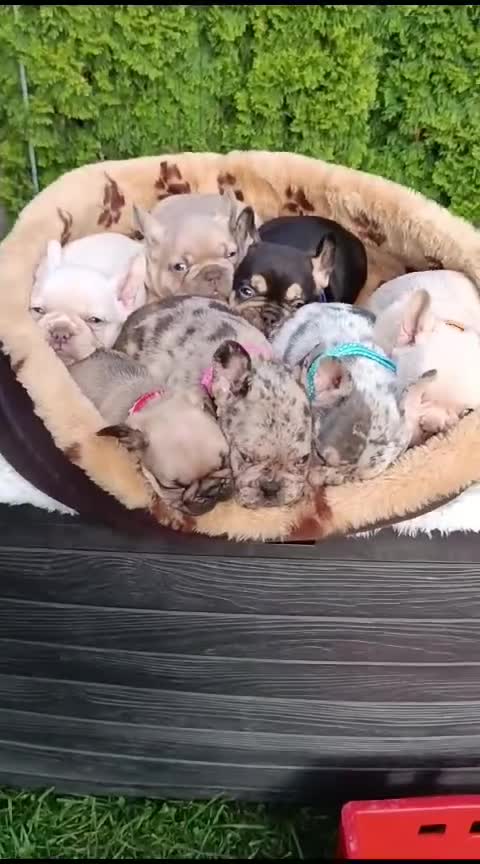 French Bulldog dogs for sale: ❤️ 🐶 beautiful French bulldog puppies ❤️🐶 - Video 1