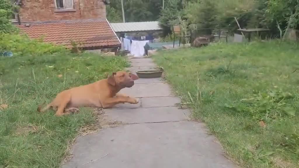 Rhodesian Ridgeback dogs for sale: KC reg chunky handsome pups - Video 4