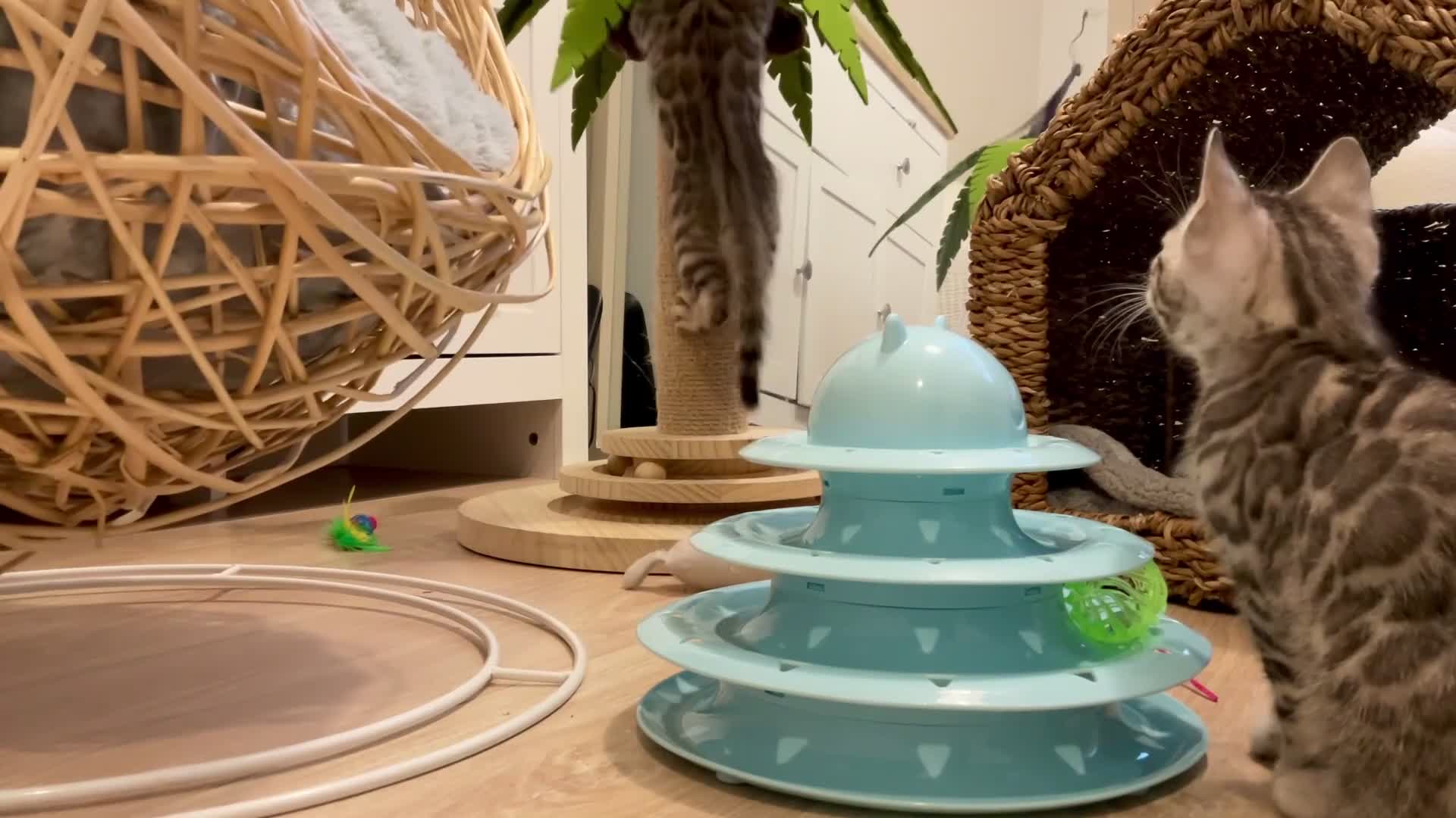 Bengal cats for sale: 🥇🏆Gorgeous Pedigree Tica Pure Bengals🏆🥇 - Video 1