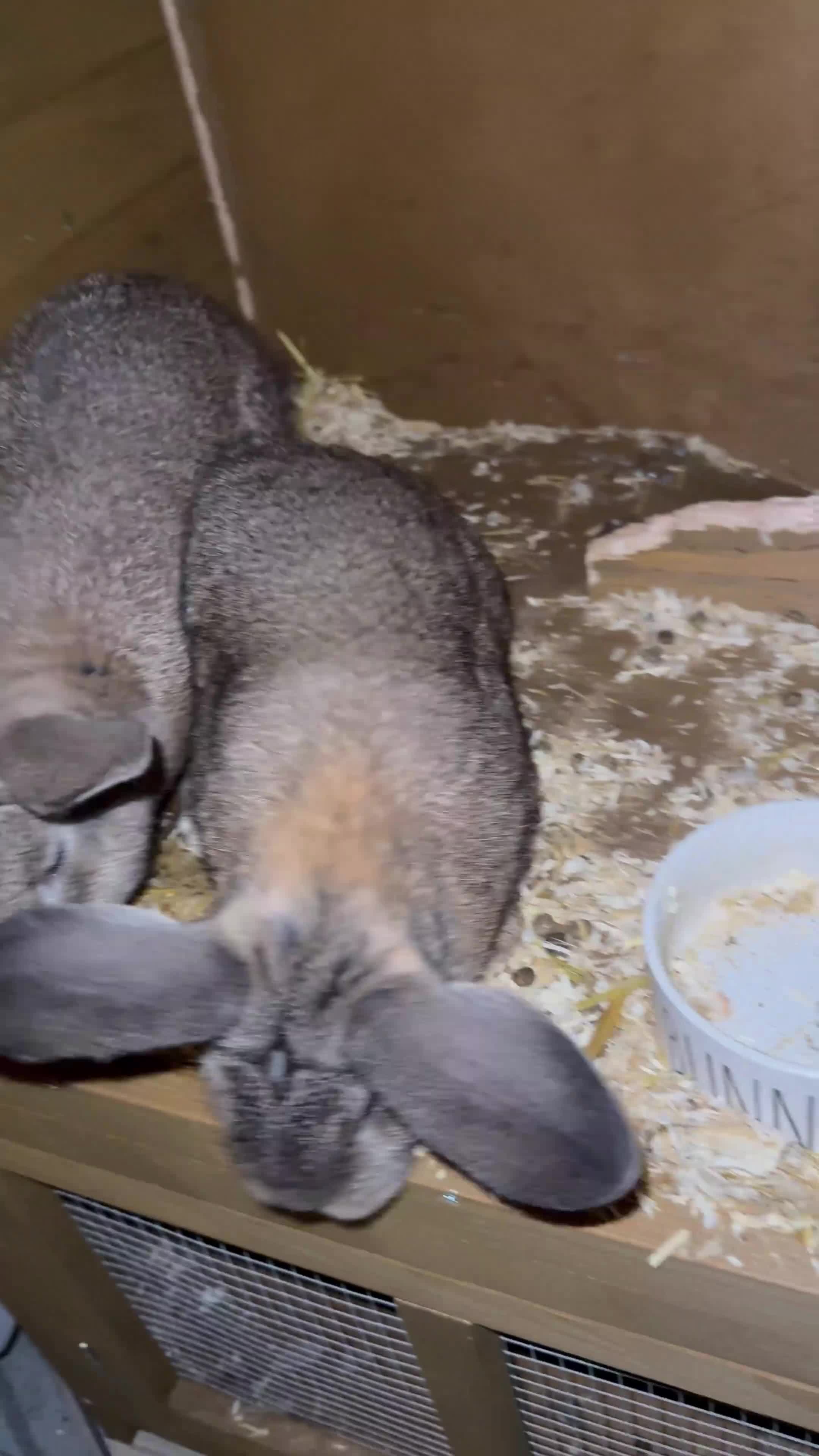 Mixed Breed rabbits for sale: Two rabbits for rehome  - Video 1