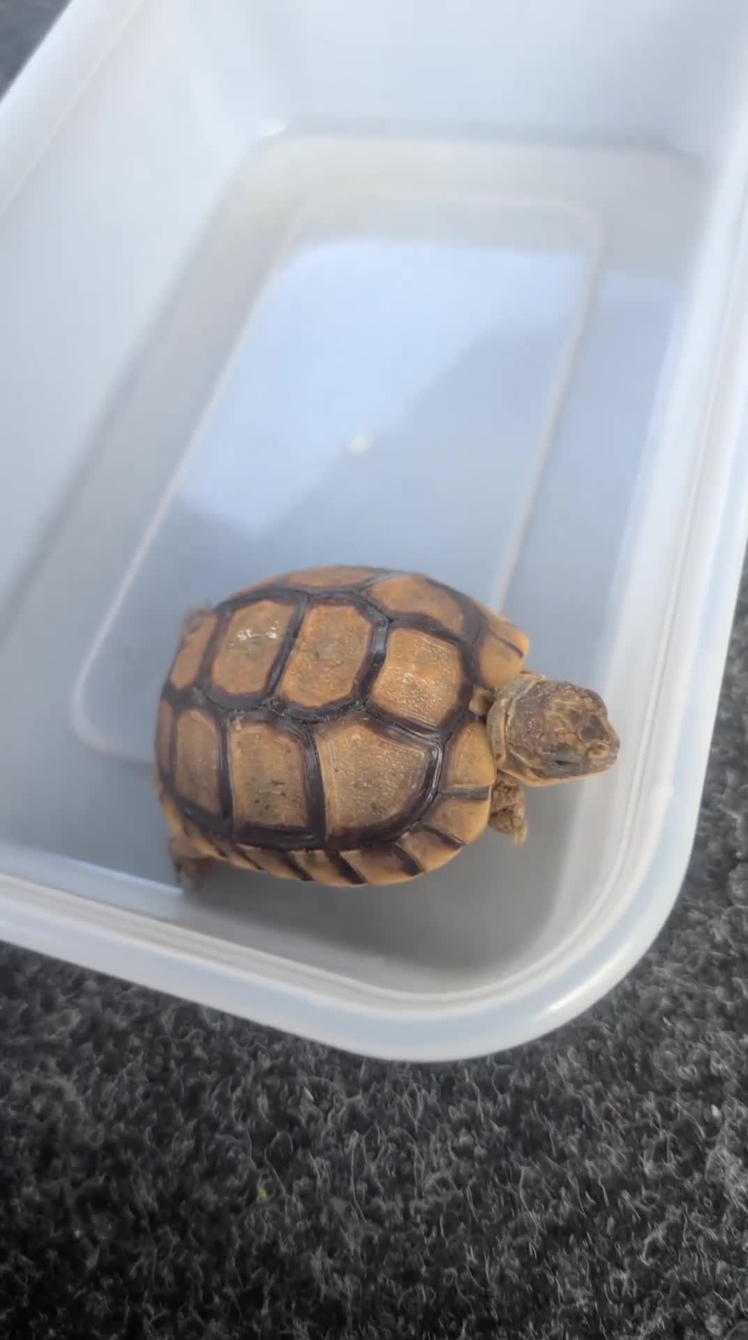 Tortoise reptiles for sale: 🐢 Baby Spur Thighed Tortoise 🐢 - Video 1