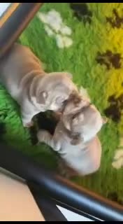 French Bulldog dogs for sale: ⭐️KC Reg⭐️Isabella & tan/liliac fawn ❤️ 🐾 - Video 2