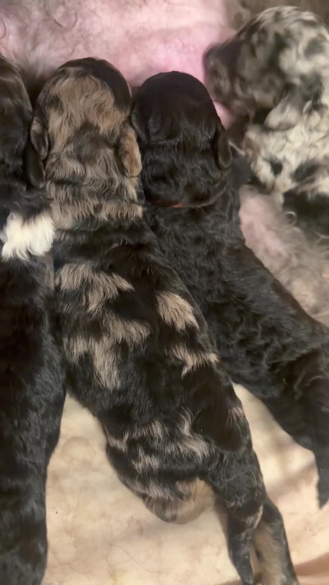 Miniature Poodle dogs for sale: Best quality Merle miniature poodles girls & boys  - Video 2